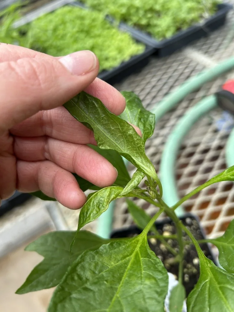 Pepper plant with narrow, cupped new leaves, the distorted growth broad mites cause