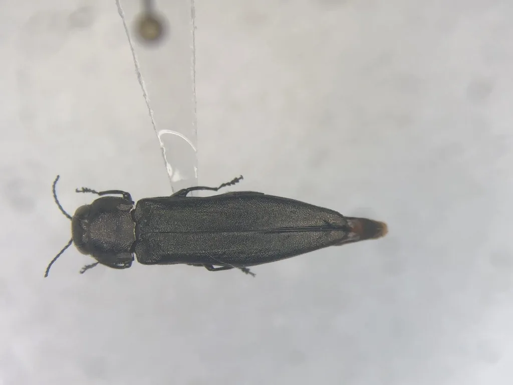 Adult bronze birch borer, a slender, dark bronze-olive metallic beetle with a tapered body, seen from above on a white background