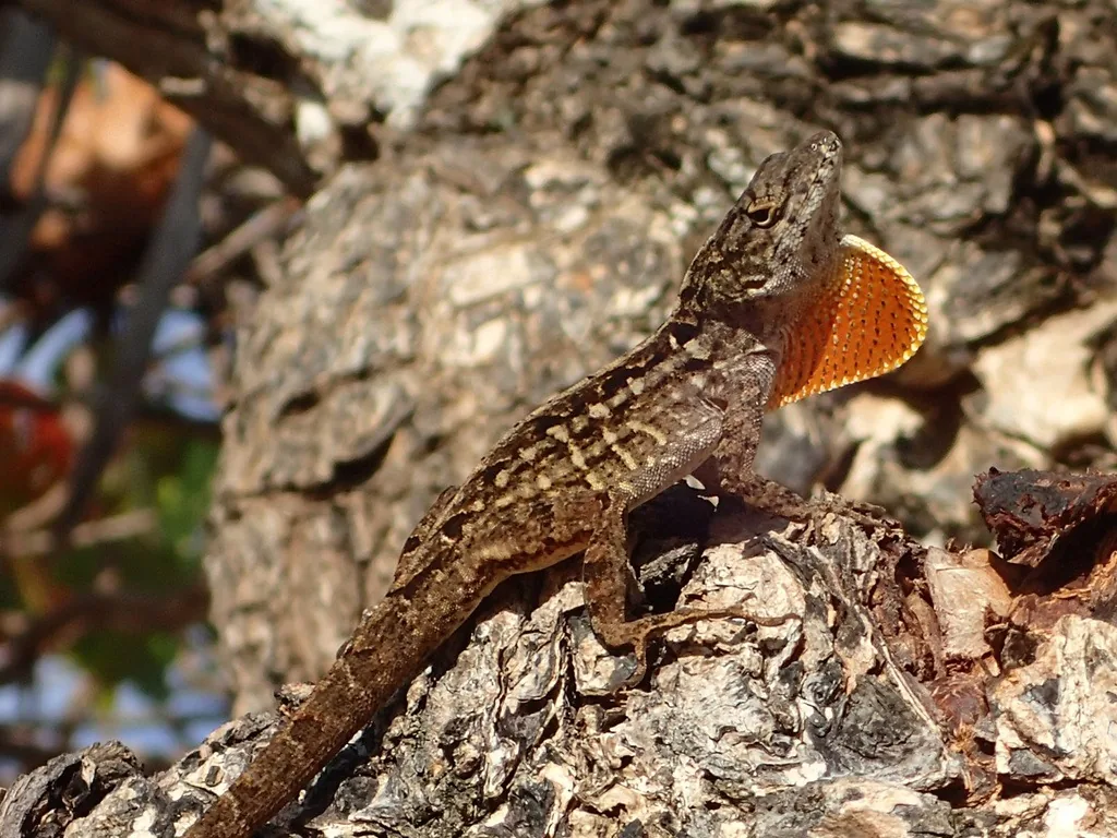 Male brown anole on rough tree bark, its brown body marked with pale patterns and its orange throat fan extended