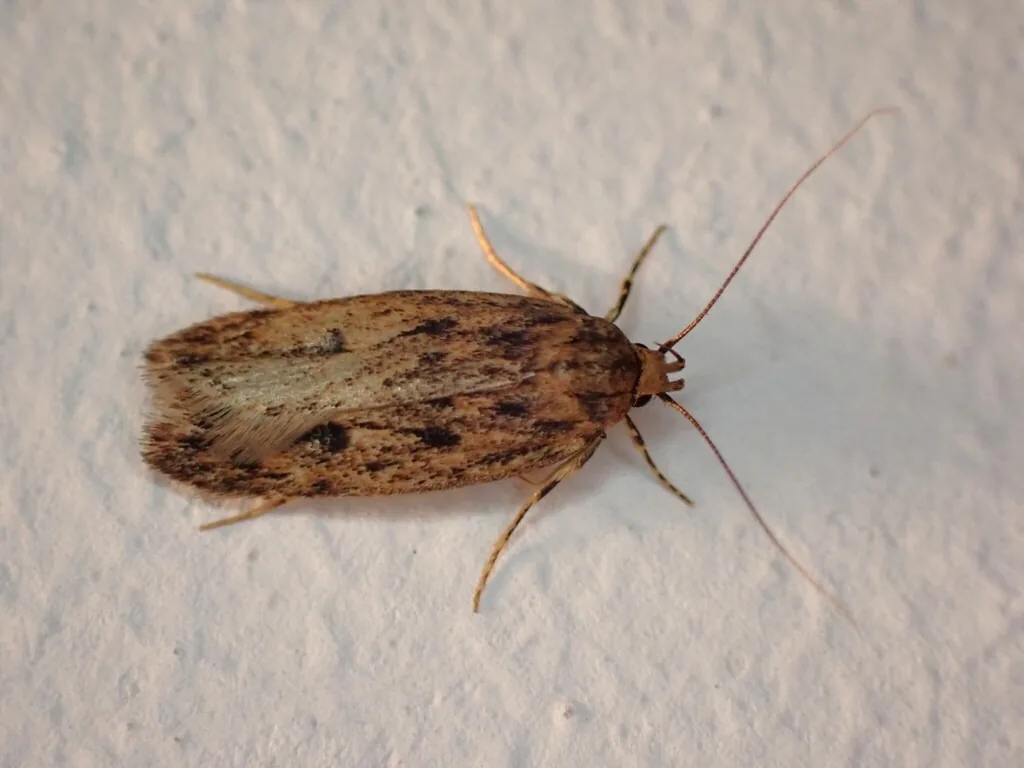 Adult brown house moth, a bronze-brown moth with dark brown spots scattered across its folded forewings, on a pale wall