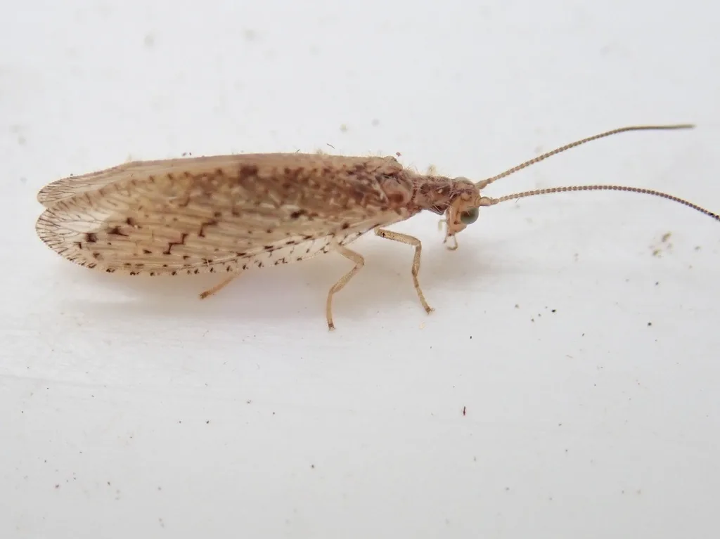 Brown lacewing seen from the side, with speckled brown wings held rooflike over its body and long thin antennae
