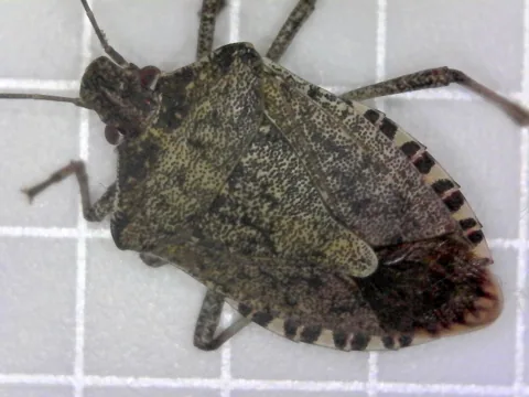 Adult brown marmorated stink bug on graph paper