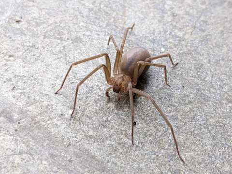 Adult brown recluse spider, uniformly brown legs and a dark violin-shaped mark behind the eyes