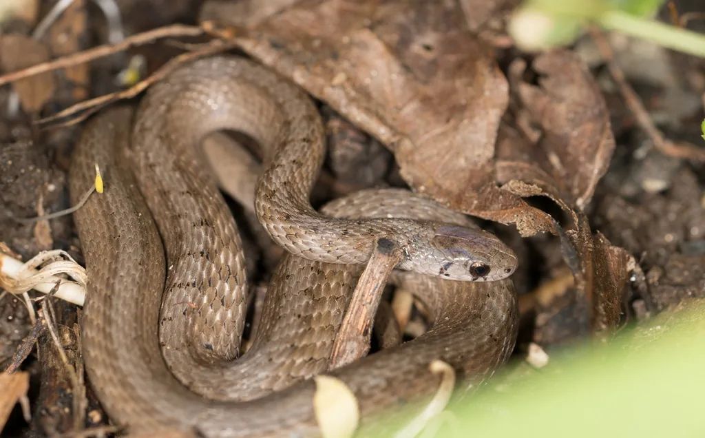 DeKay's brownsnake coiled among dead leaves, a small brown snake with keeled scales, rows of tiny dark spots and a dark mark below the eye