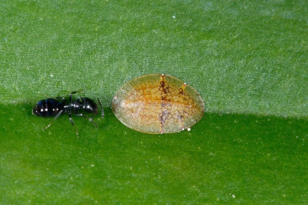 Oval, yellowish-brown brown soft scale on a green leaf with a small black ant beside it