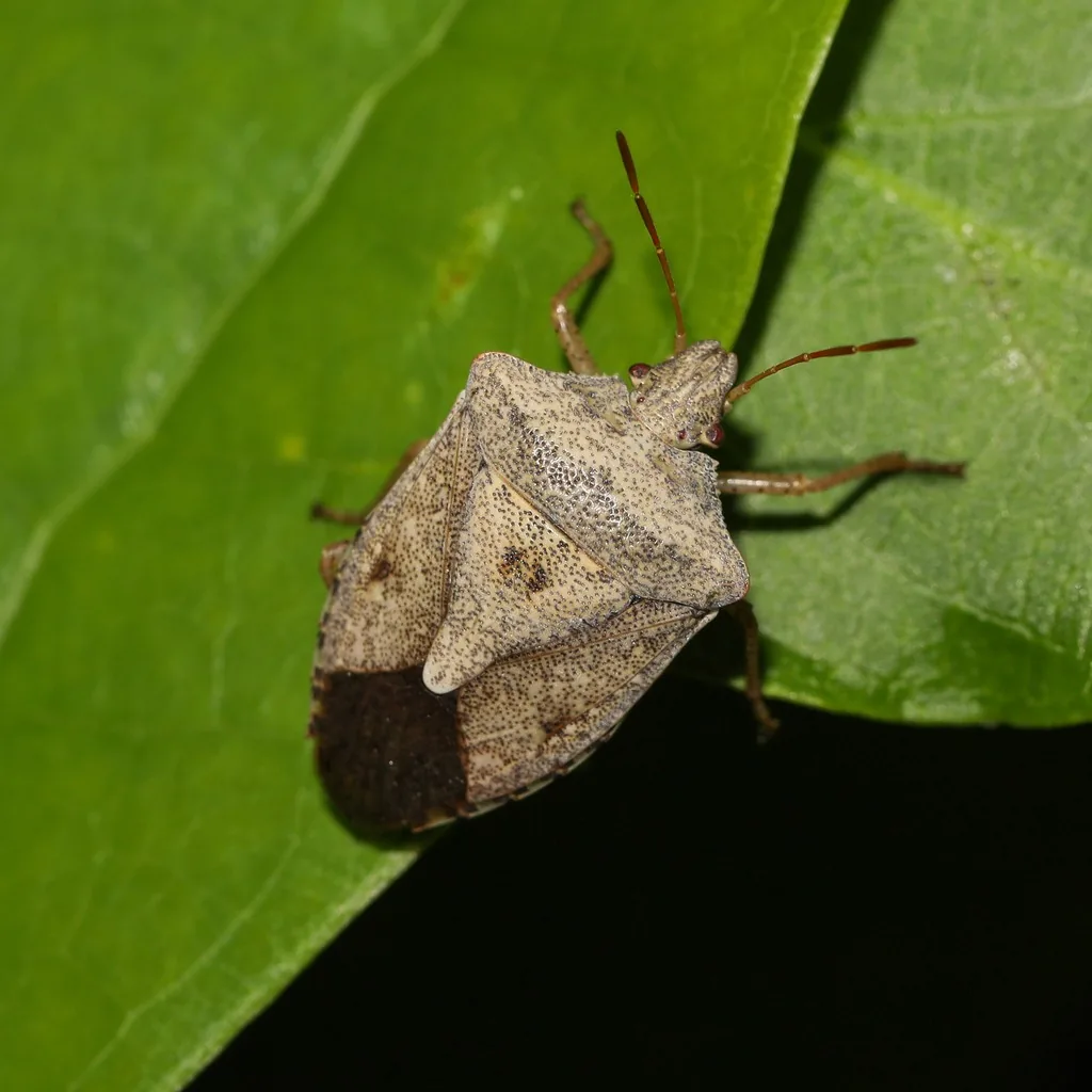 Brown stink bug, a grayish-tan shield-shaped bug, on a green leaf