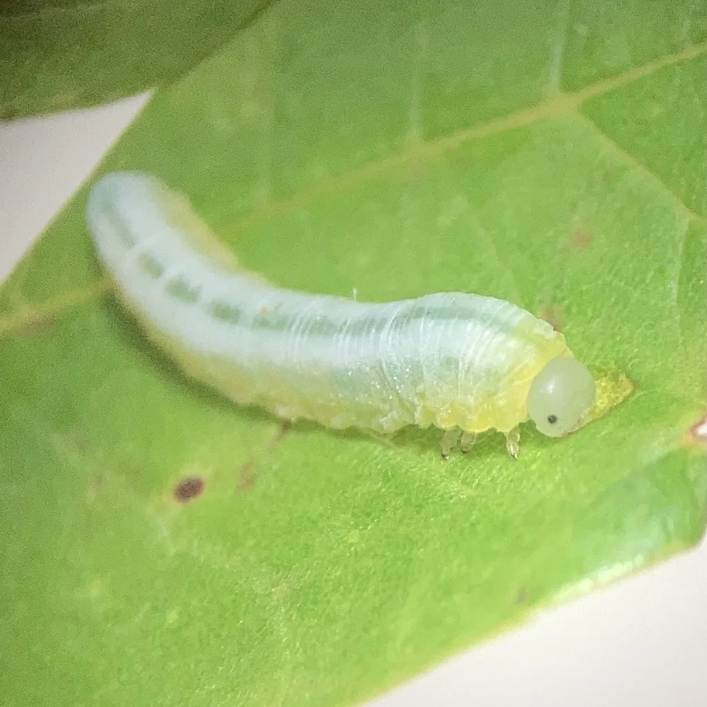 Brownheaded ash sawfly larva, a pale green worm-like larva, on an ash leaf
