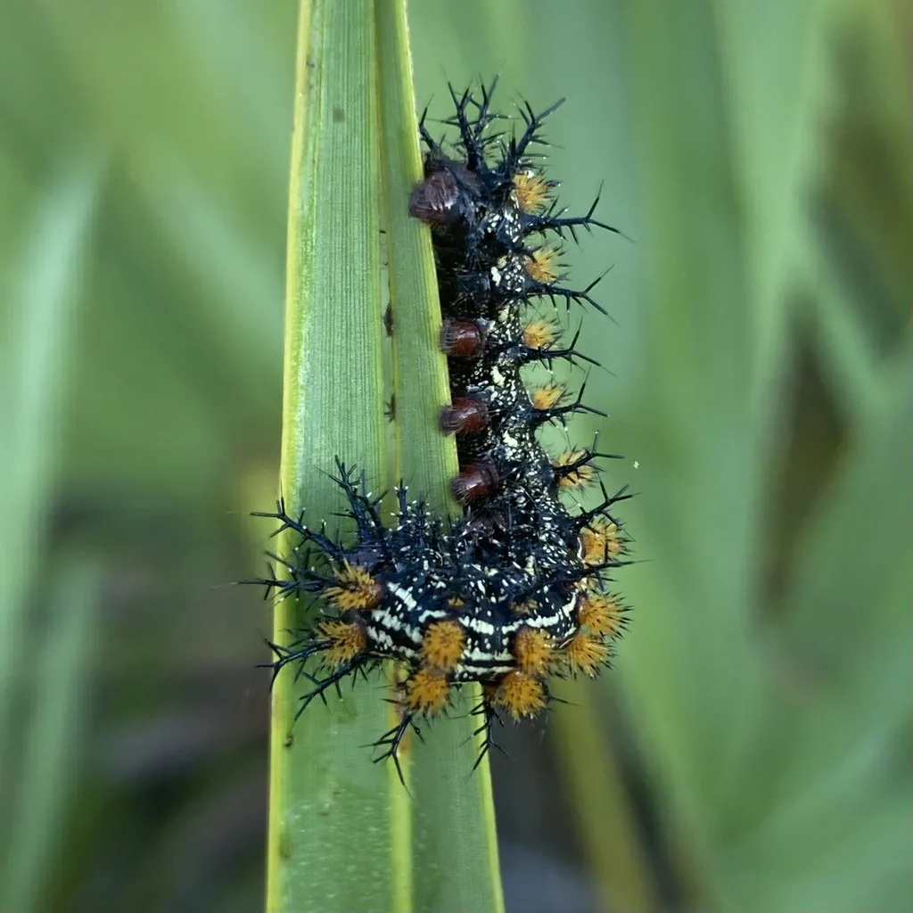 Buck moth caterpillar climbing a grass blade, black with fine white speckles, reddish-brown leg bases and rows of branched black spines on orange-brown bumps