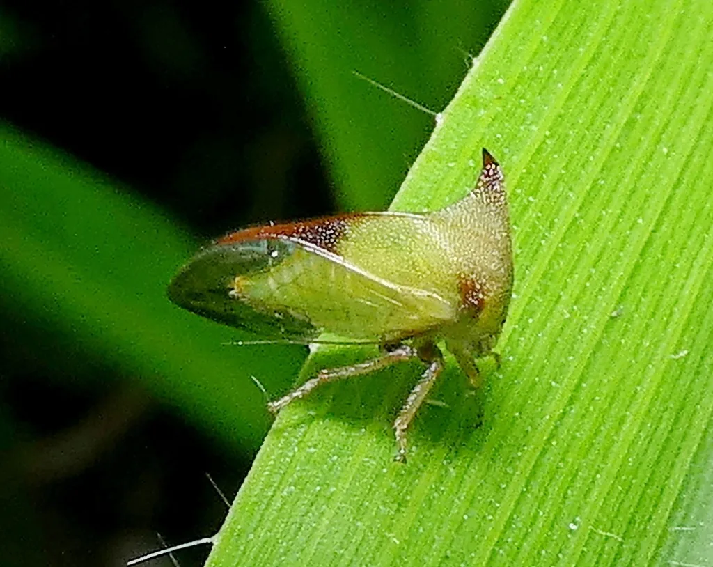 Green buffalo treehopper with a broad, horned hood over its body, on a leaf