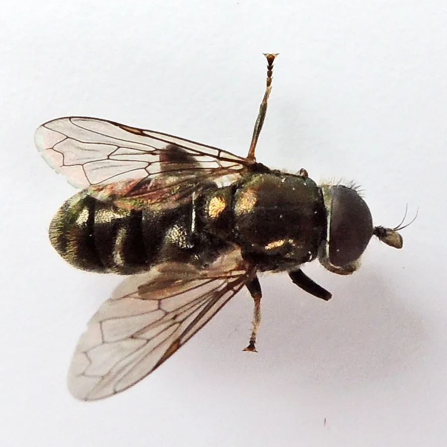 Lesser bulb fly, a small dark hoverfly with pale markings, seen from above