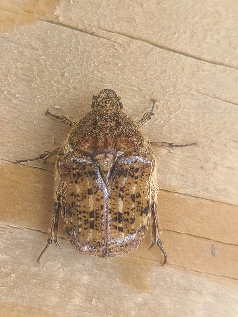 Bumble flower beetle, a mottled brown hairy scarab, on a wooden surface