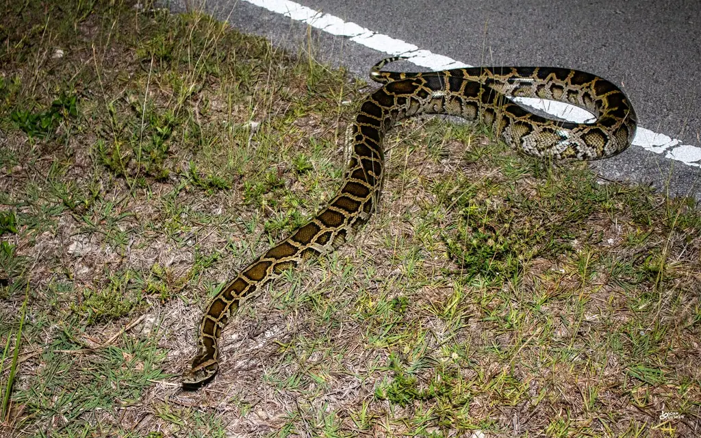 Adult Burmese python, tan with large dark brown puzzle-piece blotches, stretched across a grassy roadside next to the pavement edge