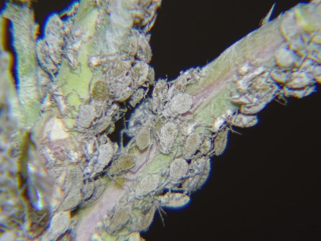 Dense colony of gray, waxy cabbage aphids on a leaf