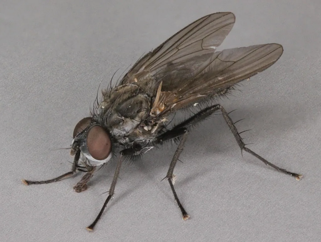 Adult cabbage maggot fly, a gray bristly fly resembling a small house fly, photographed from the side against a gray background