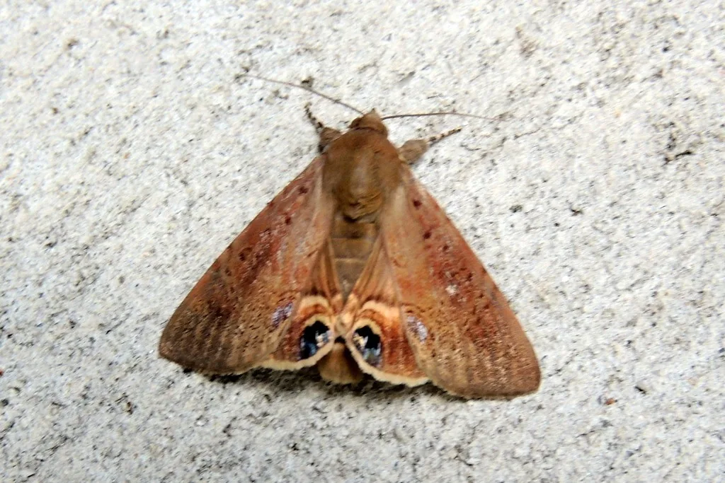 Cabbage palm caterpillar moth, a fawn-colored moth with dark eyespots on its hind wings, on a pale wall