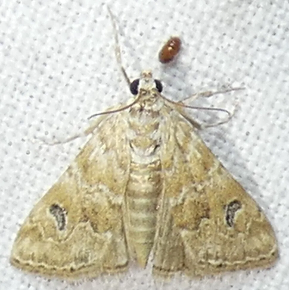 Cabbage webworm moth, a brownish-yellow moth with darker mottling, on a white surface