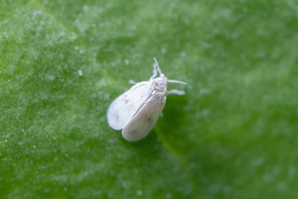 Cabbage whitefly adult, tiny and white with white wings, on a green leaf