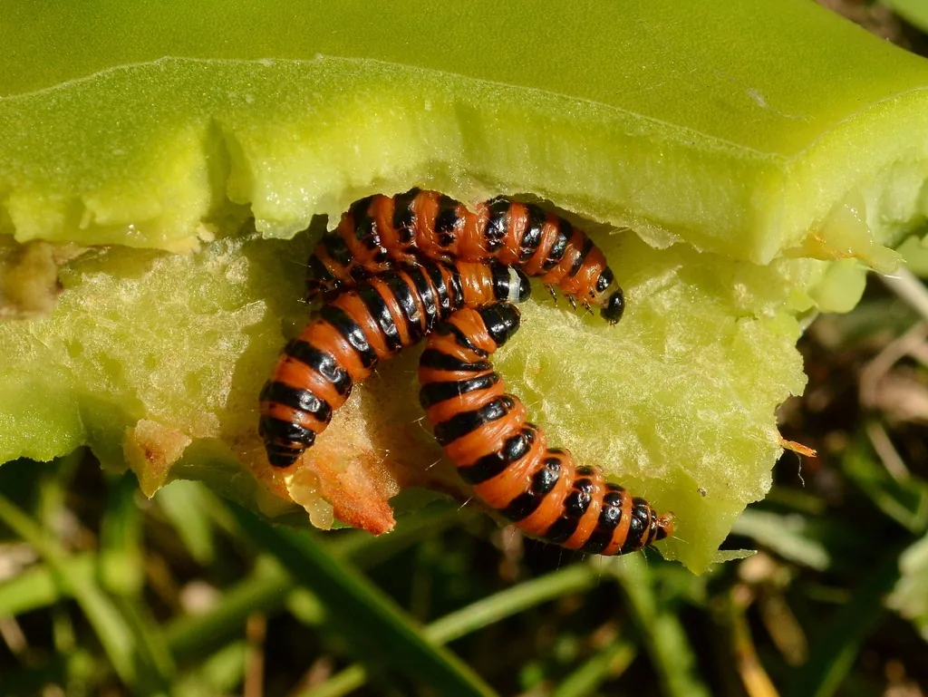 Cactus moth caterpillars, orange with black bands, inside an opened prickly pear pad