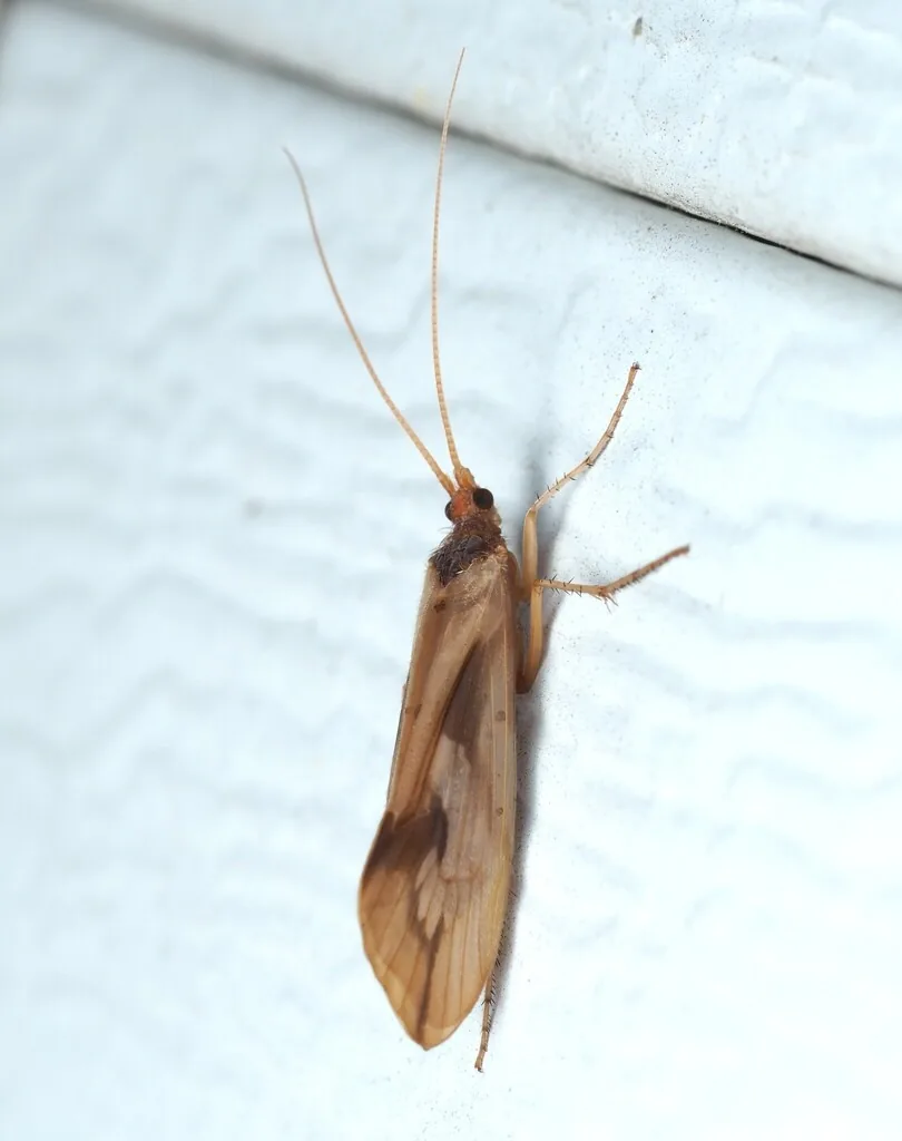Tan caddisfly with long antennae and tent-like wings resting on white house siding