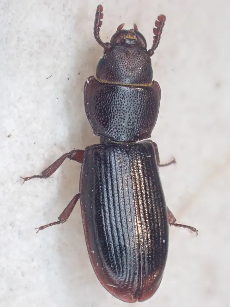 Adult cadelle seen from above on a pale surface: an elongate, flattened, shiny black beetle with a distinct waist between the thorax and the ridged wing covers