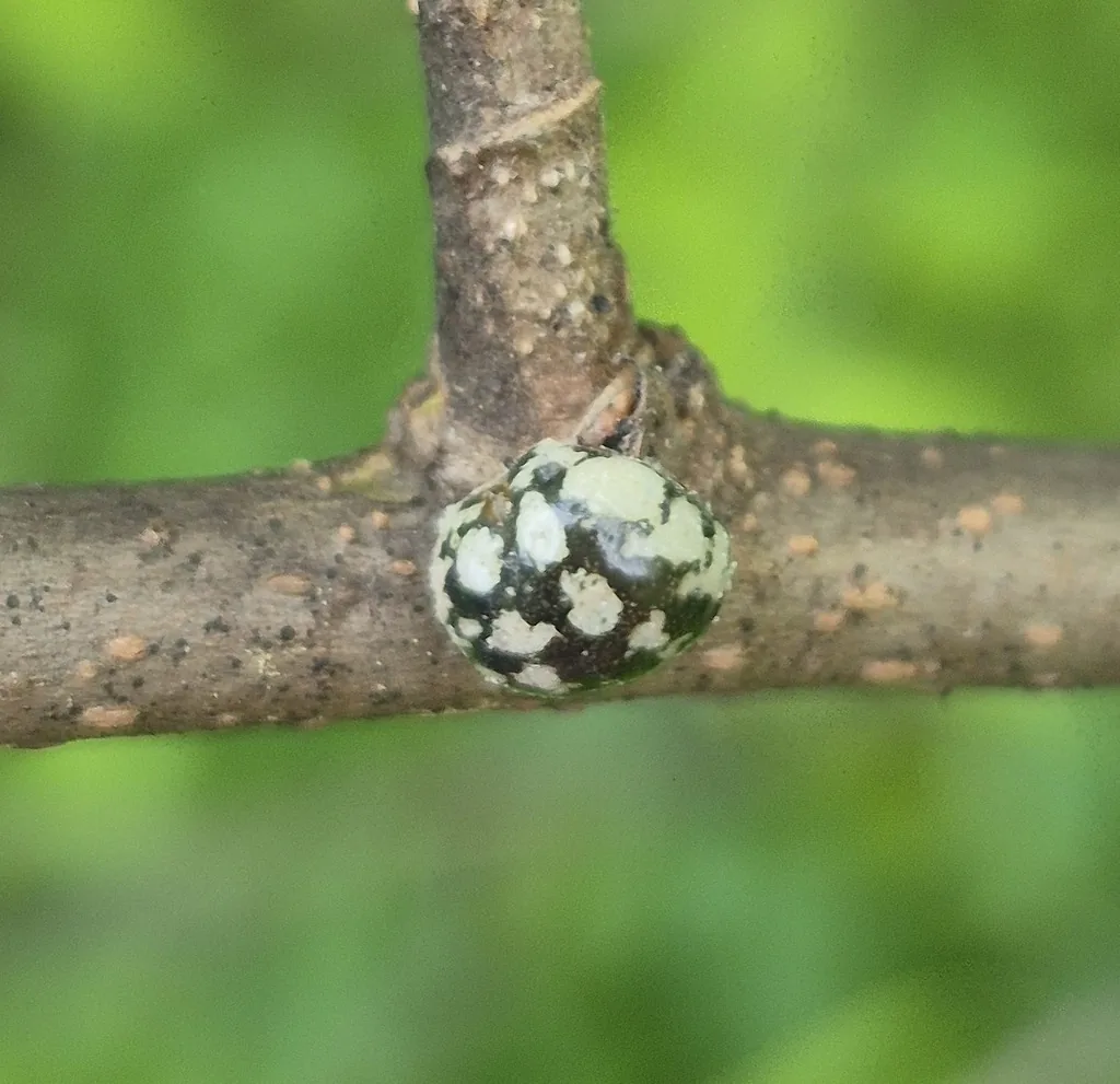 Calico scale, a puffy round scale blotched black and white, on a twig