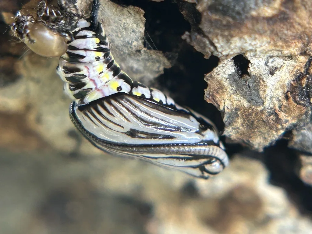 California oakworm caterpillar with dark and yellow lengthwise stripes and a large brown head, on oak bark