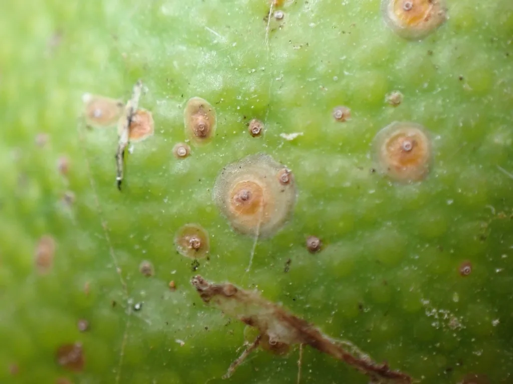 California red scale, round reddish-brown armored scale covers on the skin of a citrus fruit