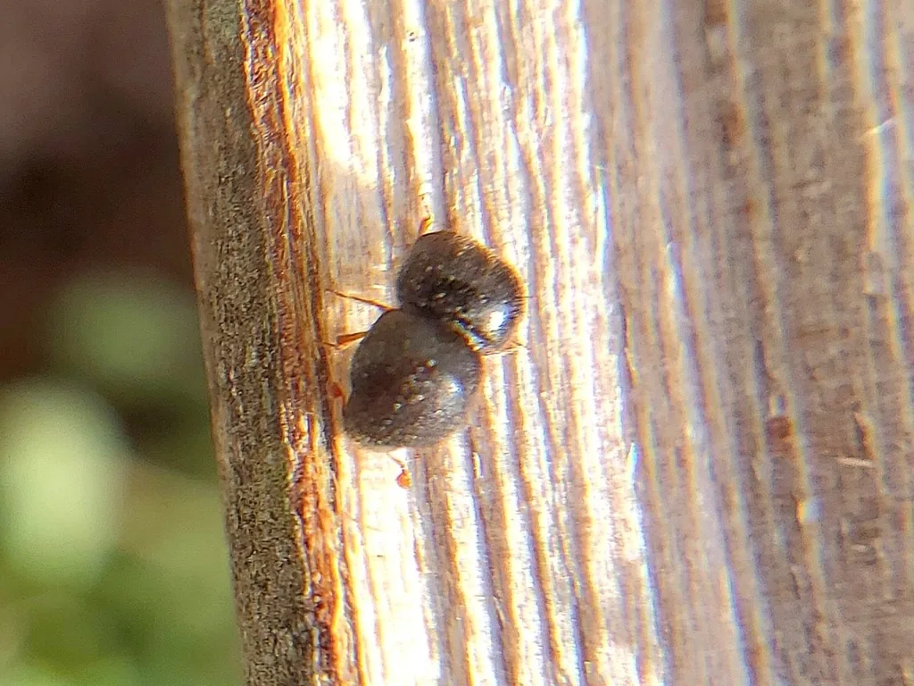 Camphor shoot borer, a small, stout dark brown beetle, on weathered wood