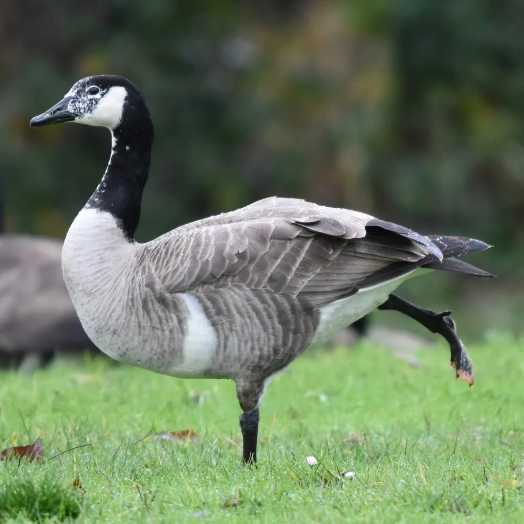 Adult Canada goose with a black head and neck, white cheek patch and gray-brown body, walking across a green lawn