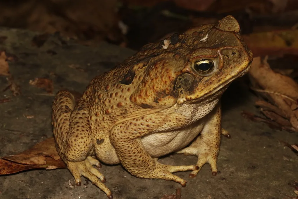 Adult cane toad, a big warty tan-brown toad with a large swollen gland behind each eye, sitting on dark leaf litter at night