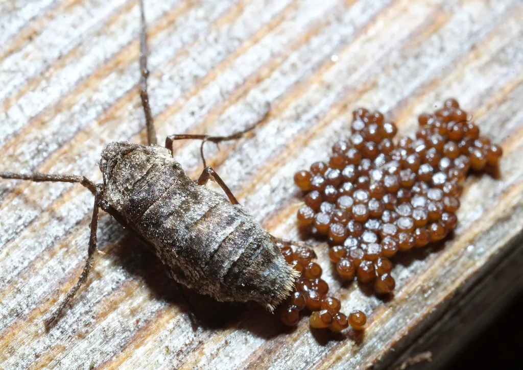 Wingless female fall cankerworm moth, a gray-brown hairy body with long legs, beside a cluster of freshly laid brown eggs on weathered wood