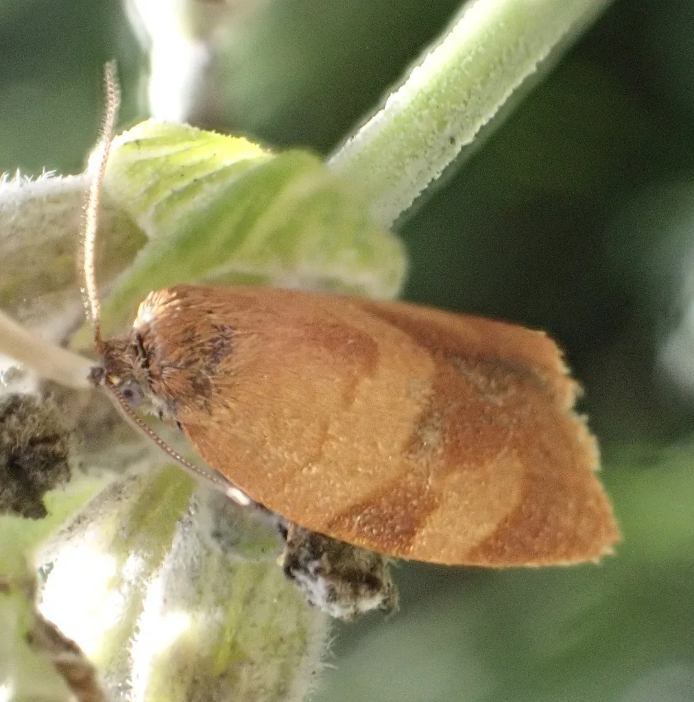 Carnation tortrix moth, a small bell-shaped orange-brown moth, resting on a plant