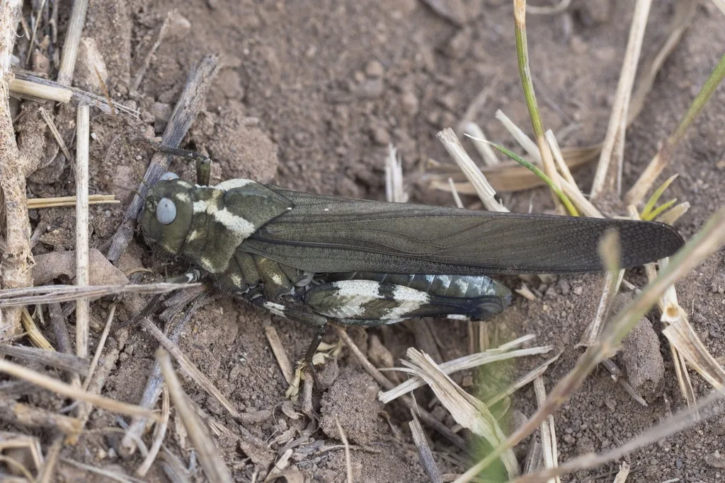 Gray-brown Carolina grasshopper resting on bare ground