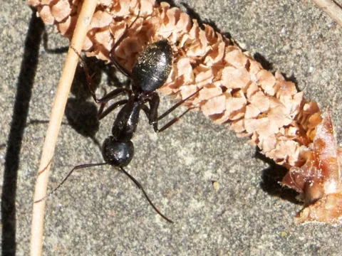 Black carpenter ant worker (Camponotus pennsylvanicus) next to a pine cone scale
