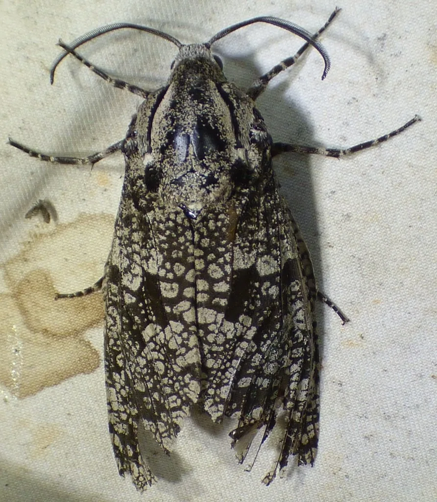 Carpenterworm moth, a large robust moth with mottled black-and-gray forewings, resting with wings folded
