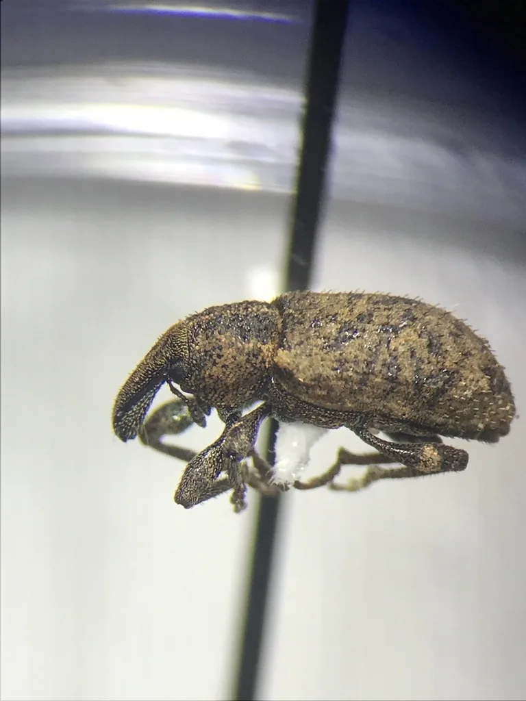Adult carrot weevil, a mottled brown snouted beetle, seen from the side