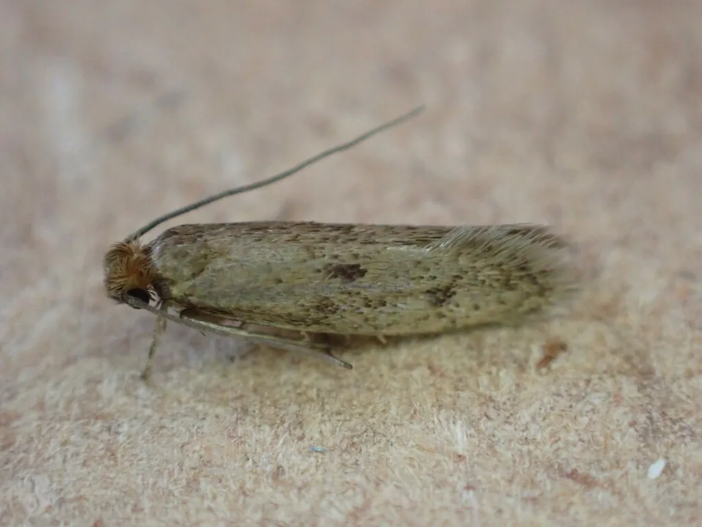Adult casemaking clothes moth with narrow, brownish-buff wings marked with a few faint dark spots, resting on a beige surface