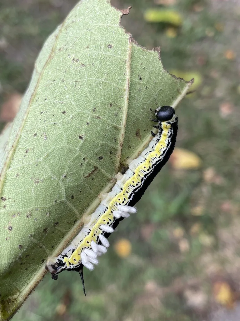 Catalpa worm, a black-backed caterpillar with yellow sides and a black tail horn, on a catalpa leaf