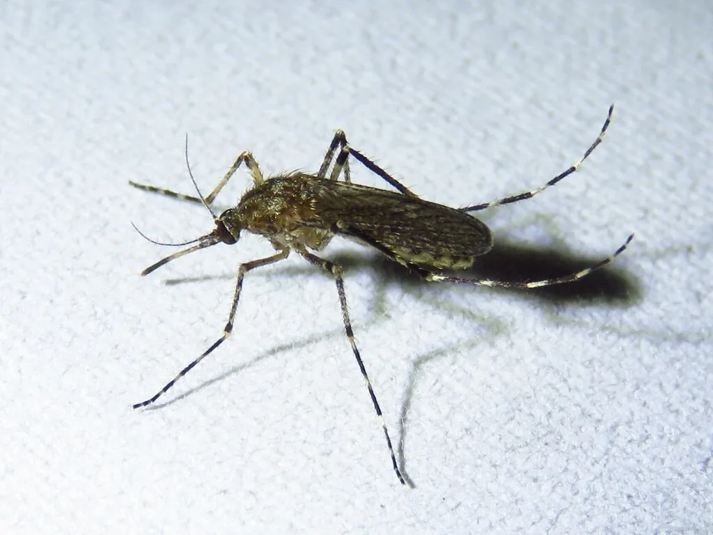 Cattail mosquito, a brownish mosquito with pale-banded legs, resting on a pale surface