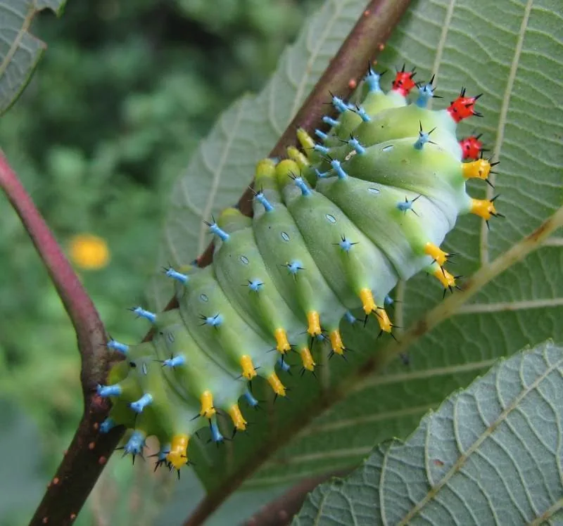 Large green cecropia caterpillar with colorful knobs on a twig