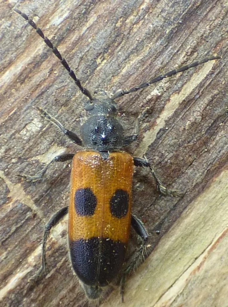Cedar tree borer, a longhorned beetle with orange and black wing covers