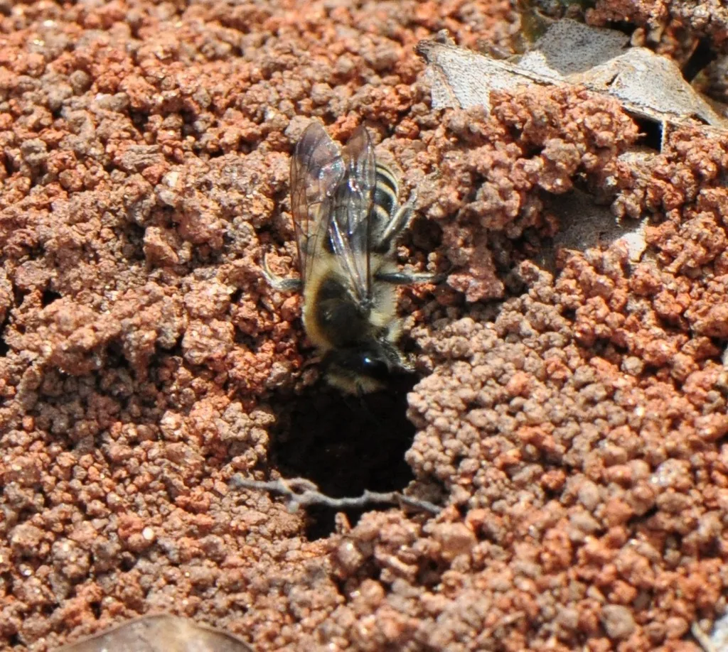 Cellophane bee at the entrance of its nest burrow in sandy soil