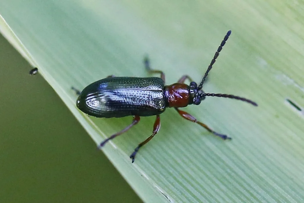 Adult cereal leaf beetle on a grass blade, with metallic blue-black wing covers, a reddish thorax and long dark antennae