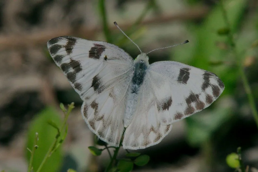 Checkered white butterfly with black checkered markings on white wings