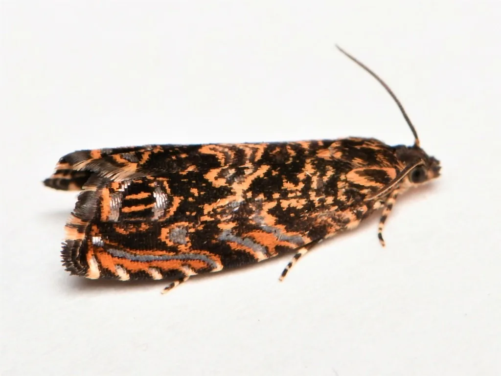 Cherry bark tortrix moth, a small moth mottled in orange, cream and dark brown
