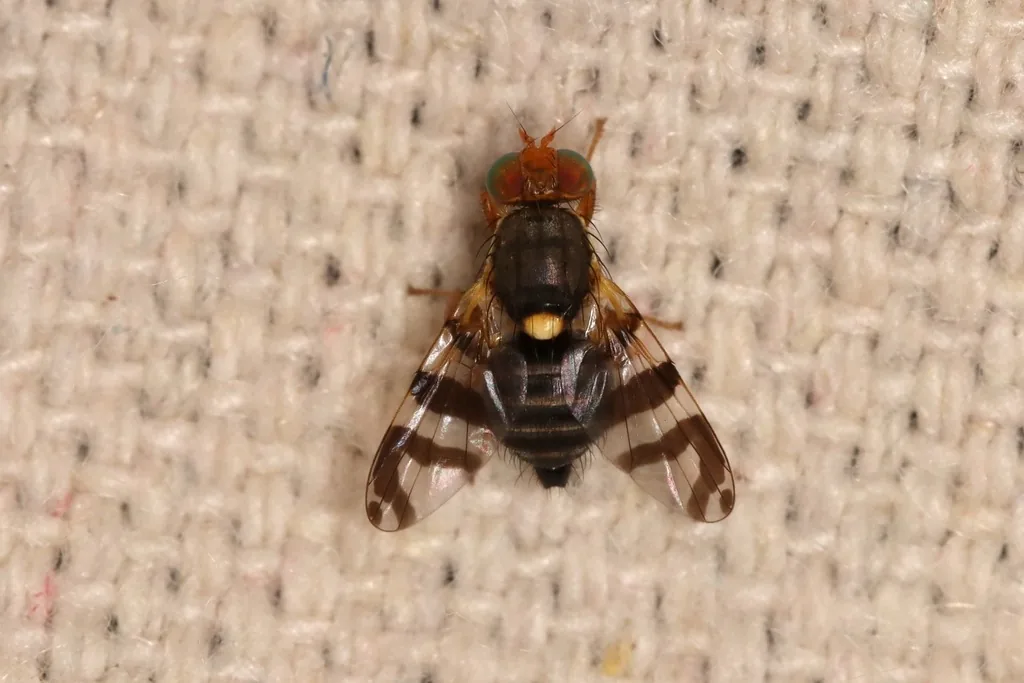 Cherry fruit fly, a black fly with a yellowish head, a pale spot between the wings and dark-banded wings