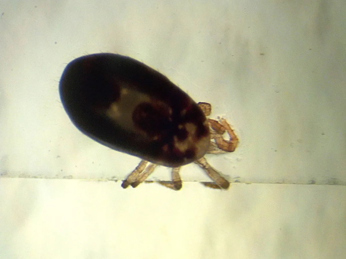 Blood-fed chicken mite seen under a microscope