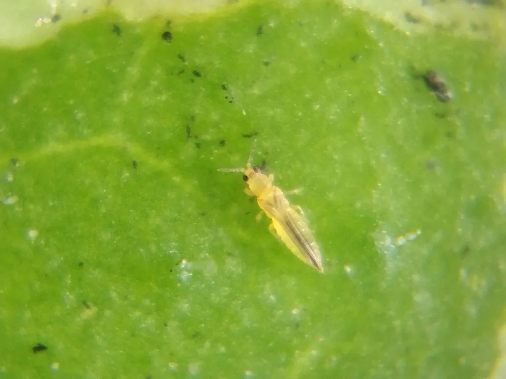 Tiny pale yellow chilli thrips on a green leaf