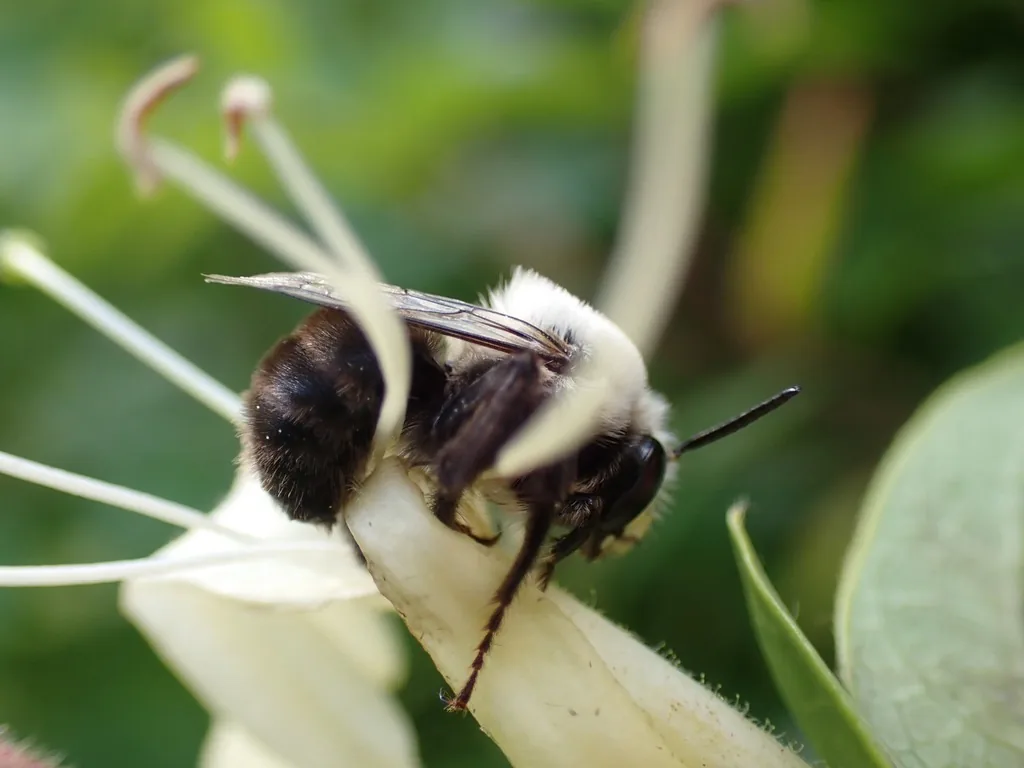 Chimney bee, a fuzzy bee with a pale yellow-orange thorax and dark abdomen, on a white flower