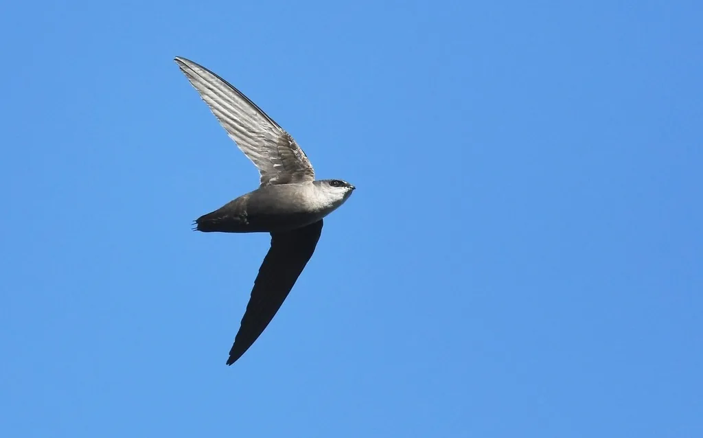 Chimney swift in flight against a blue sky, showing its short, cigar-shaped gray-brown body and long, narrow, curved wings